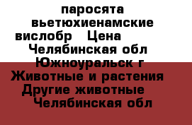 паросята вьетюхиенамские вислобр › Цена ­ 2 000 - Челябинская обл., Южноуральск г. Животные и растения » Другие животные   . Челябинская обл.